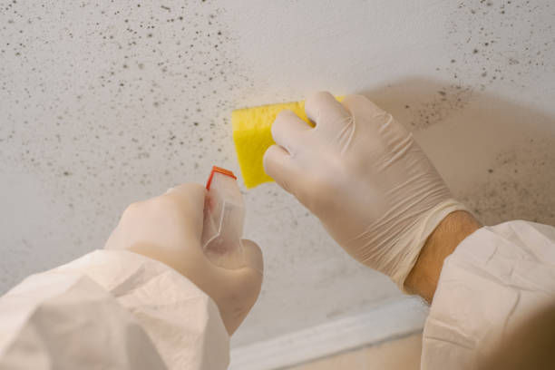Best Mold Remediation for Healthcare Facilities  in Burney, CA